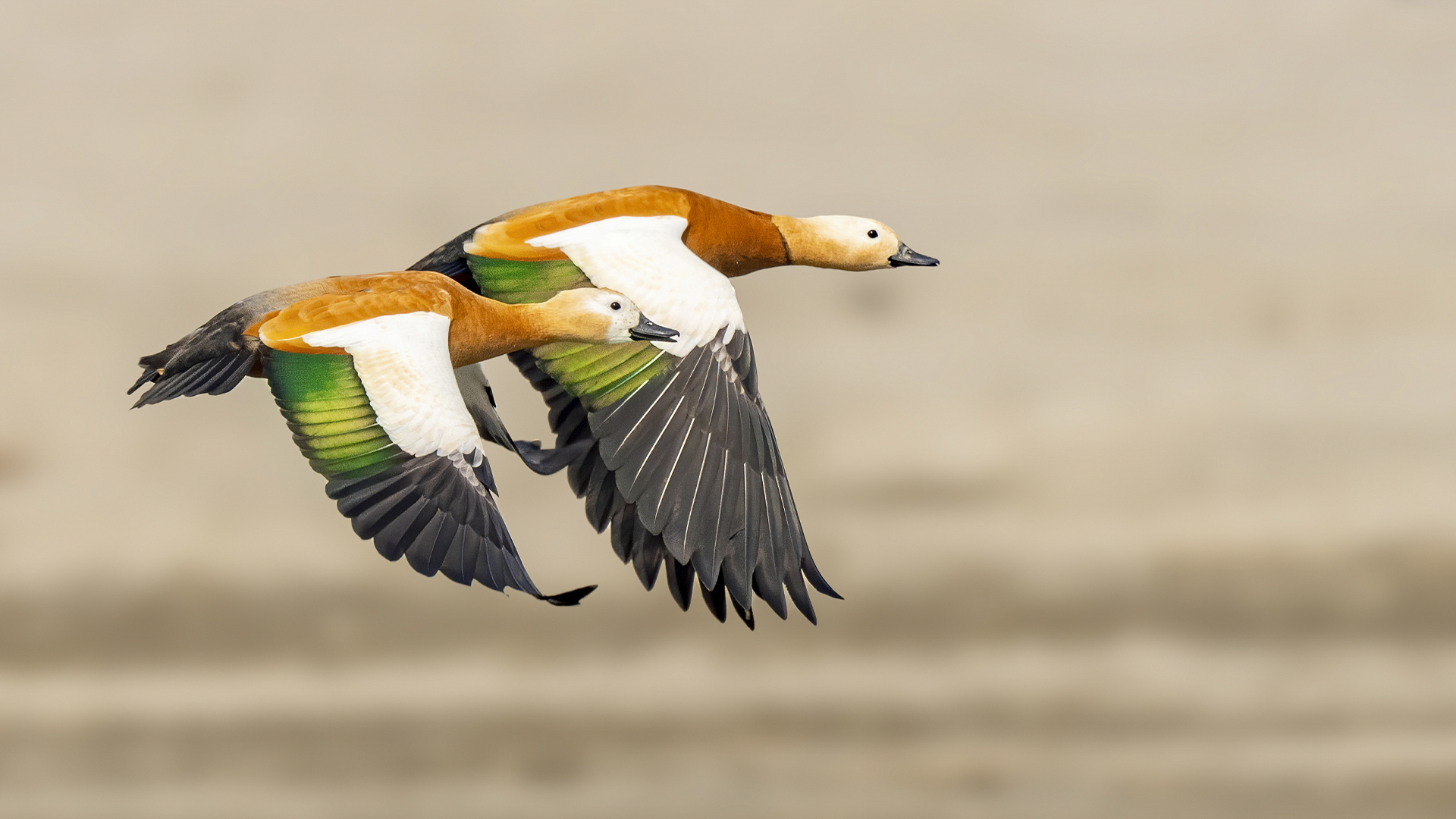 Experience the beauty of nature with this incredible capture of Ruddy Shelducks resembling the Indian tricolour, soaring over the Brahmaputra © WWW.NEJIBAHMED.COM .jpg